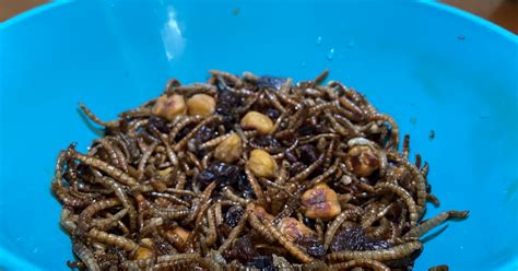 Insect Farming: Lansing science teacher turns his insects into meals ...