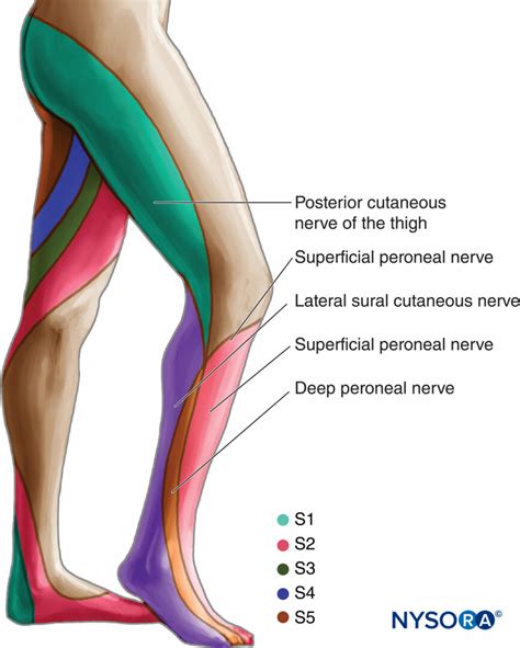 Sciatic Nerve And Muscles