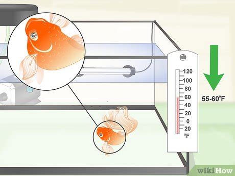 4 Ways to Care for Fancy Goldfish - wikiHow Pet