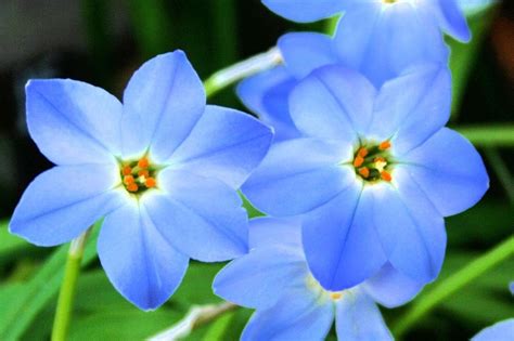 Pretty Hardy Alpine Flowers - Rocks and Trails