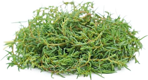 Romerito (Seepweed) Information and Facts