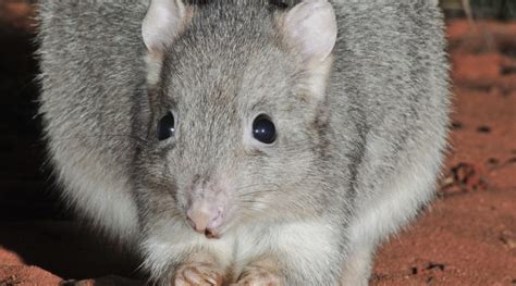 Burrowing Bettong Habitat and Population Conservation | AWC