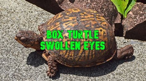 Box Turtle Swollen Eyes: Symptoms, Causes, Treatment & Prevention