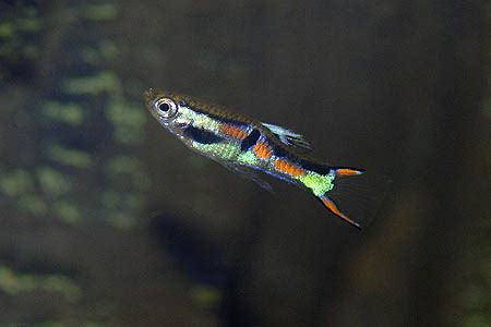 Poecilia wingei – Endler’s Livebearer — Seriously Fish