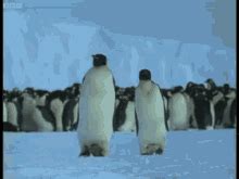 Penguin Waddle GIFs | Tenor