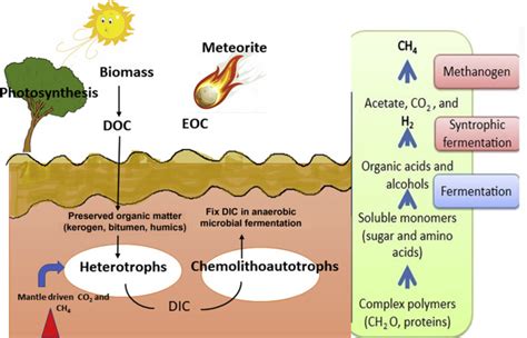 Chemosynthesis Study Guide - Inspirit