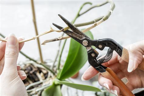 How to Prune an Orchid - Step by Step Guide - Brilliant Orchids