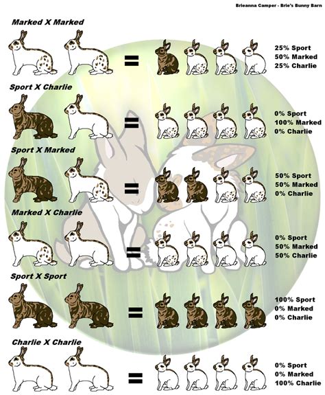 Rheinelander Rabbit Breeding Chart by SoniKwolf1498 on DeviantArt