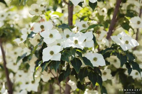 Cornus kousa 'Milky Way' - Bomendael