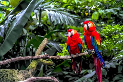 Parrot In Jungle Stock Photos, Pictures & Royalty-Free Images - iStock