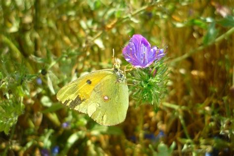 Butterfly flower colias Free stock photos in JPEG (.jpg) 3264x2176 format for free download 1.54MB