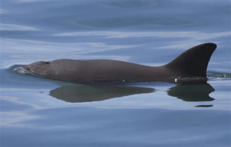 Save The Vaquita: A Critically Endangered Marine Mammal | The Wilds