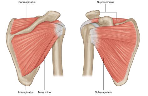 Rotator Cuff Inury & Yoga — Stacy Dockins