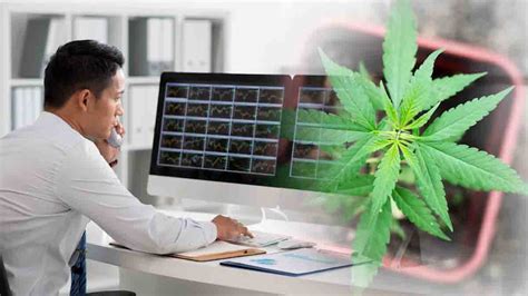 Growing Your Portfolio: Ancillary Cannabis Stocks to Watch in Q4 2023