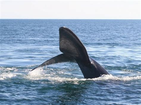 Fun Pygmy Right Whale Facts For Kids | Kidadl