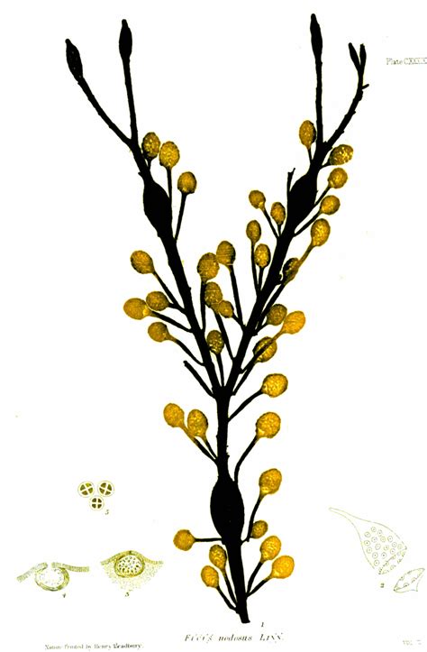File:Ascophyllum nodosum nature-print by Henry Bradbury.jpg - Wikimedia ...