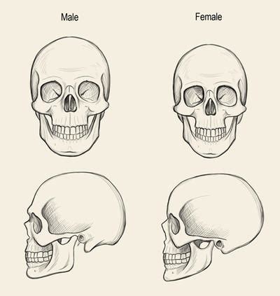 Male And Female Skulls by JeffSearle on DeviantArt