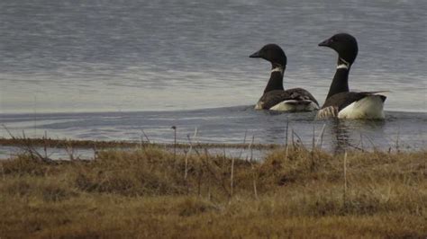 Climate change and human pressure mean migration may be 'no longer worth it,' say researchers