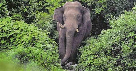 Elephant In Kerala With Names