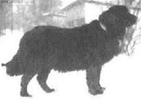 20 Extinct Dog Breeds So Strange That We Wish They Still Existed