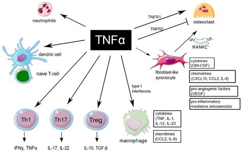 IJMS | Free Full-Text | Pharmacogenomics of Anti-TNF Treatment Response ...