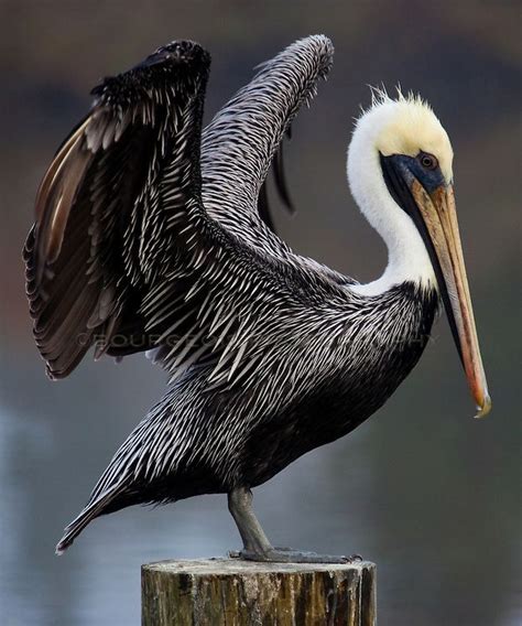 An Eastern Brown Pelican, the state bird of Louisiana spreads his wings after just landing or ...