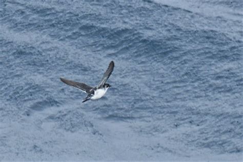 Common Diving Petrel - BirdForum Opus | BirdForum