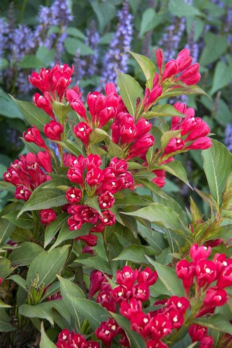 Weigela 'Slingco 1' | Crimson Kisses Weigela | Ebert's Greenhouse