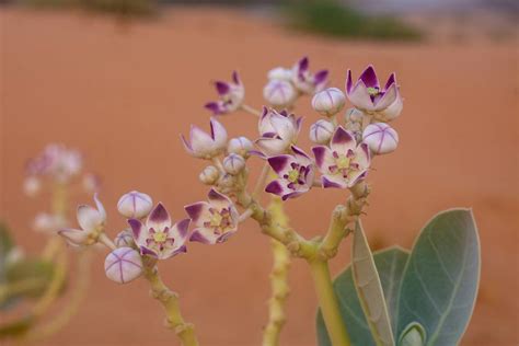 Calotropis Procera Plant, Uses, Benefits & Information