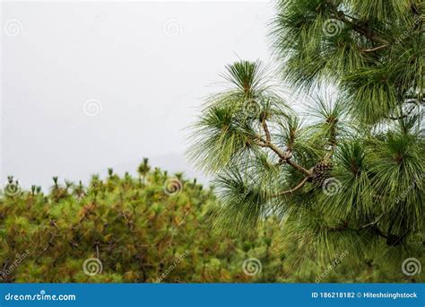 Shillong View Point, Laitkor Peak Shillong Meghalaya India. Stock Photo ...