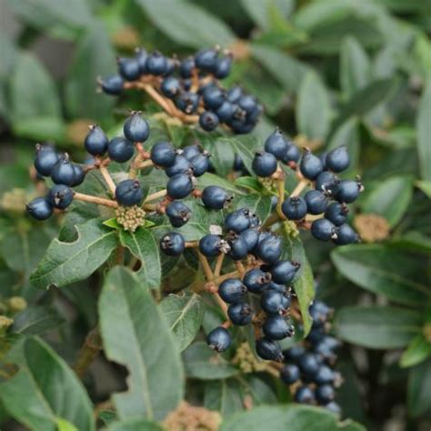 Goji Berry Plant Identification - Garden Plant