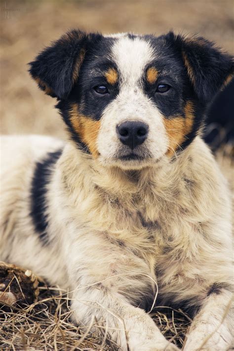 Growing Up Elliot the blue heeler/australian... | Blue heeler dogs, Blue heeler, Australian shepherd