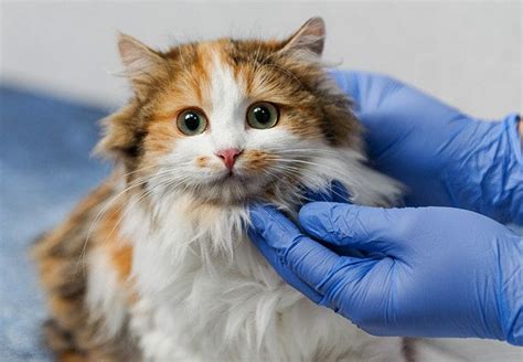 Cancer in Cats: Symptoms, Types, Treatment, Prognosis & Supplements