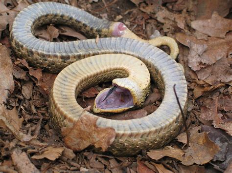 Hognose Snake playing dead | Flickr - Photo Sharing!