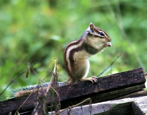 Siberian Chipmunk - Learn About Nature