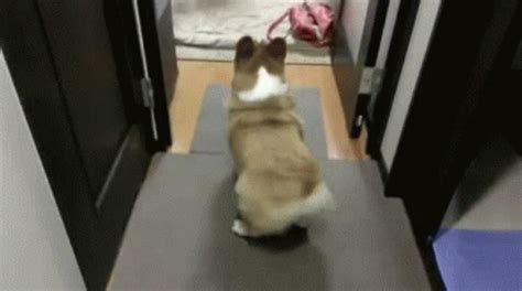 Corgi Doggo GIF - Corgi Doggo Dog - Discover & Share GIFs