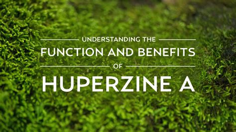 Understanding the Function and Benefits of Huperzine A