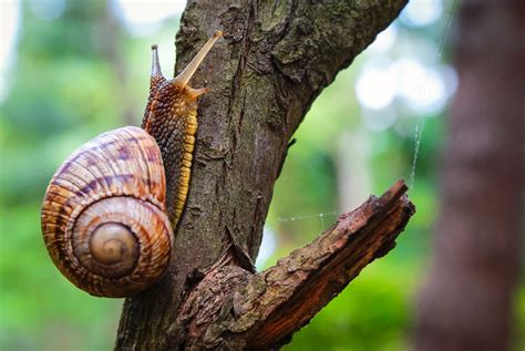 Gastrópodes - Classe Gastropoda - Biologia - InfoEscola