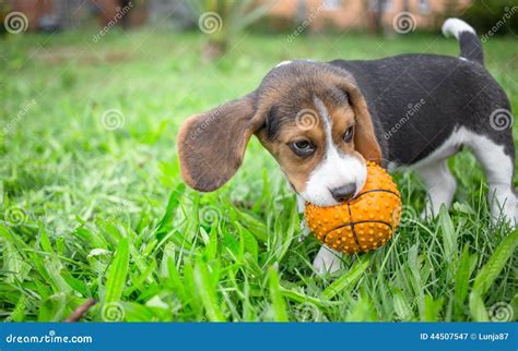 Beagle Puppy Playing with Ball Stock Image - Image of beagle, agility: 44507547