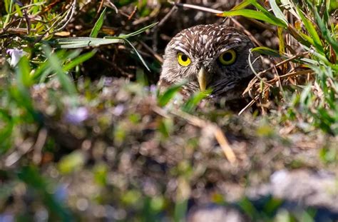 Early birds: Burrowing owl nesting season reaches its peak | Cape Coral ...