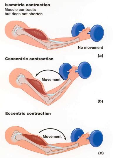 The Power of Isometric Contraction for Rock Climbing Training