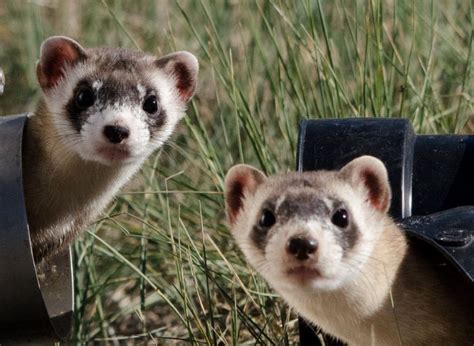 Black Footed Ferret Facts: Discover An Endangered American Mammal.