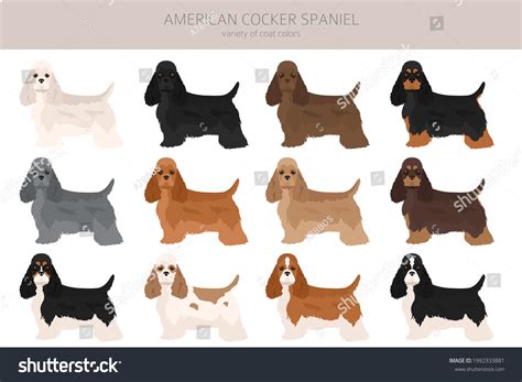 American Cocker Spaniel All Colours Clipart Stock Vector (Royalty Free ...