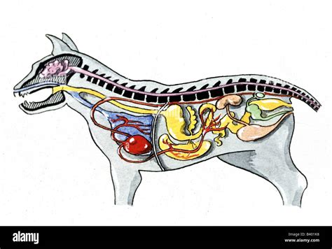 zoology / animals, mammal / mammalian, dogs, (canis lupus familiaris), anatomy, disposition of ...