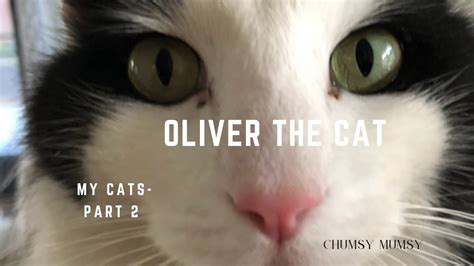 Oliver the Cat - YouTube