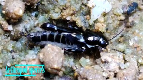 Insect Species - Pygmy Mole 'Crickets' | Covers itself with soil | - YouTube