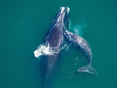 Atlantic Ocean Whales