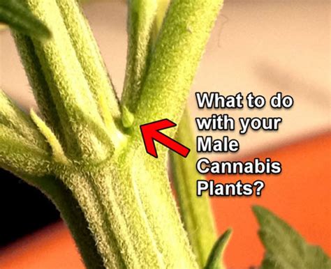 What to do with your Male Cannabis Plants?