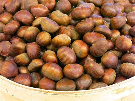 What's the Skinny on Chestnuts? | Kosher Like Me