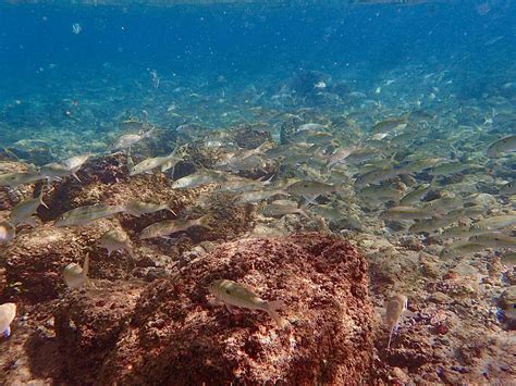 Snorkeling at Poipu Beach on Kauai – sowhatshouldwedo.com